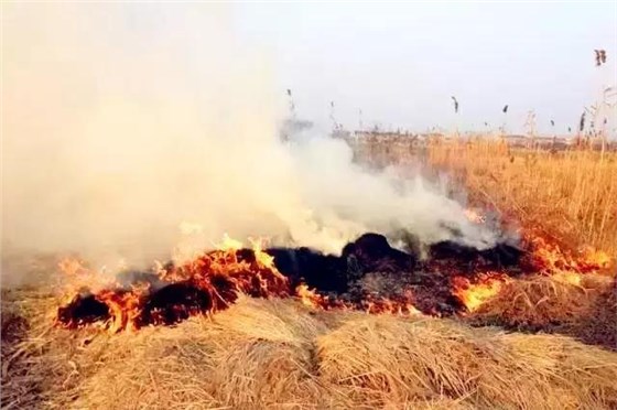 大力士 生物質(zhì)燃燒機(jī)