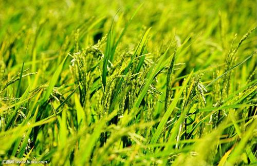 【技術(shù)】中國秸稈優(yōu)質(zhì)化能源開發(fā)利用特征及影響因素（一）